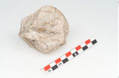 Etikett zu Geweih (NHMW-PRAE-073313)